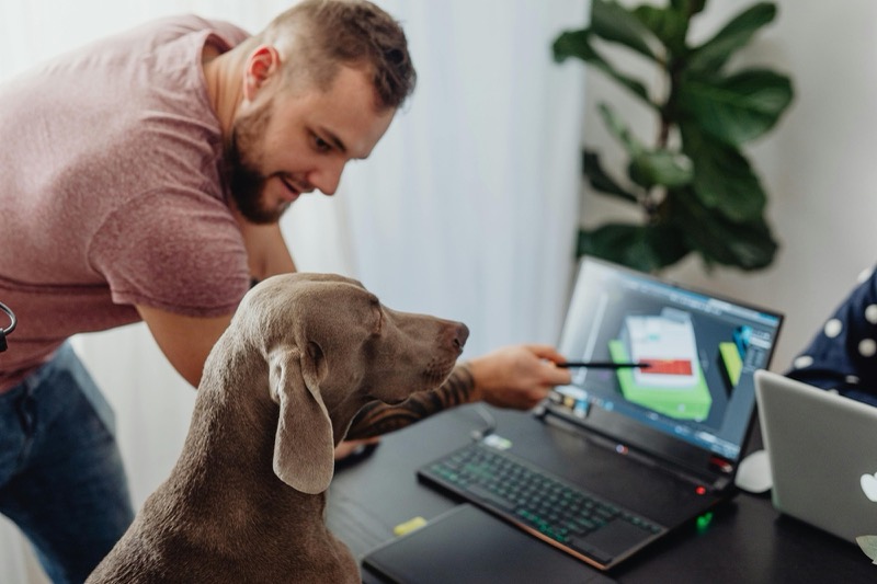 A man at a laptop showing a website to his Weimaraner