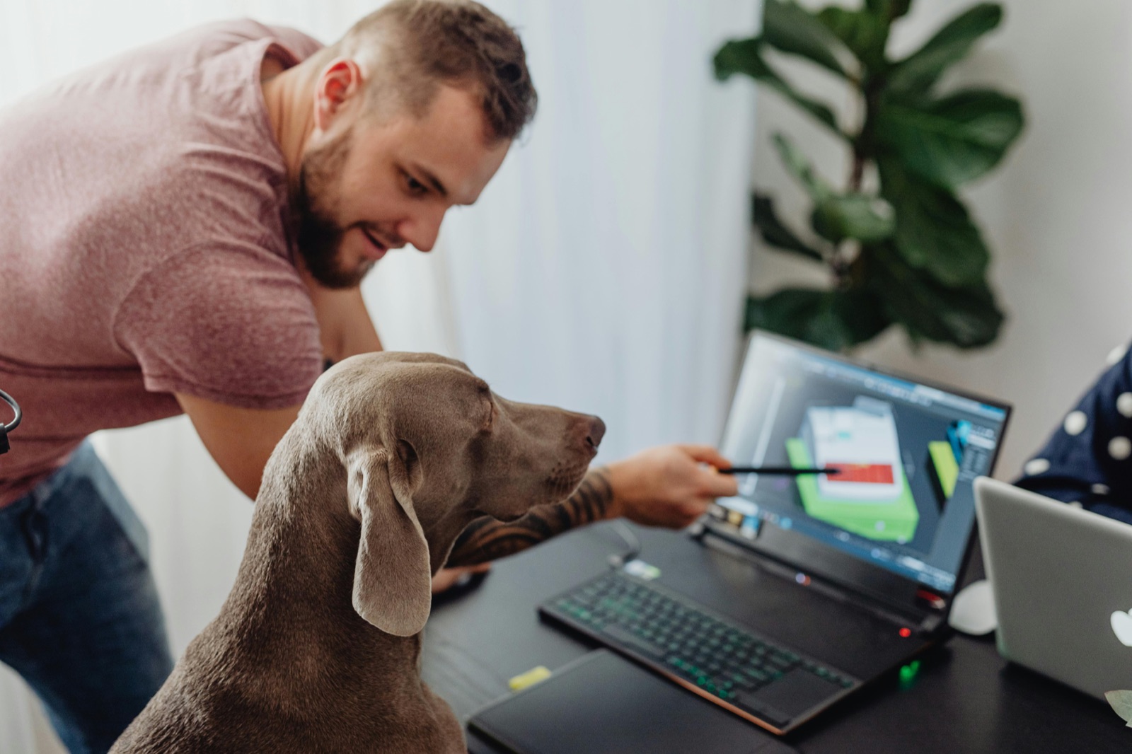 A man at a laptop showing a website to his Weimaraner