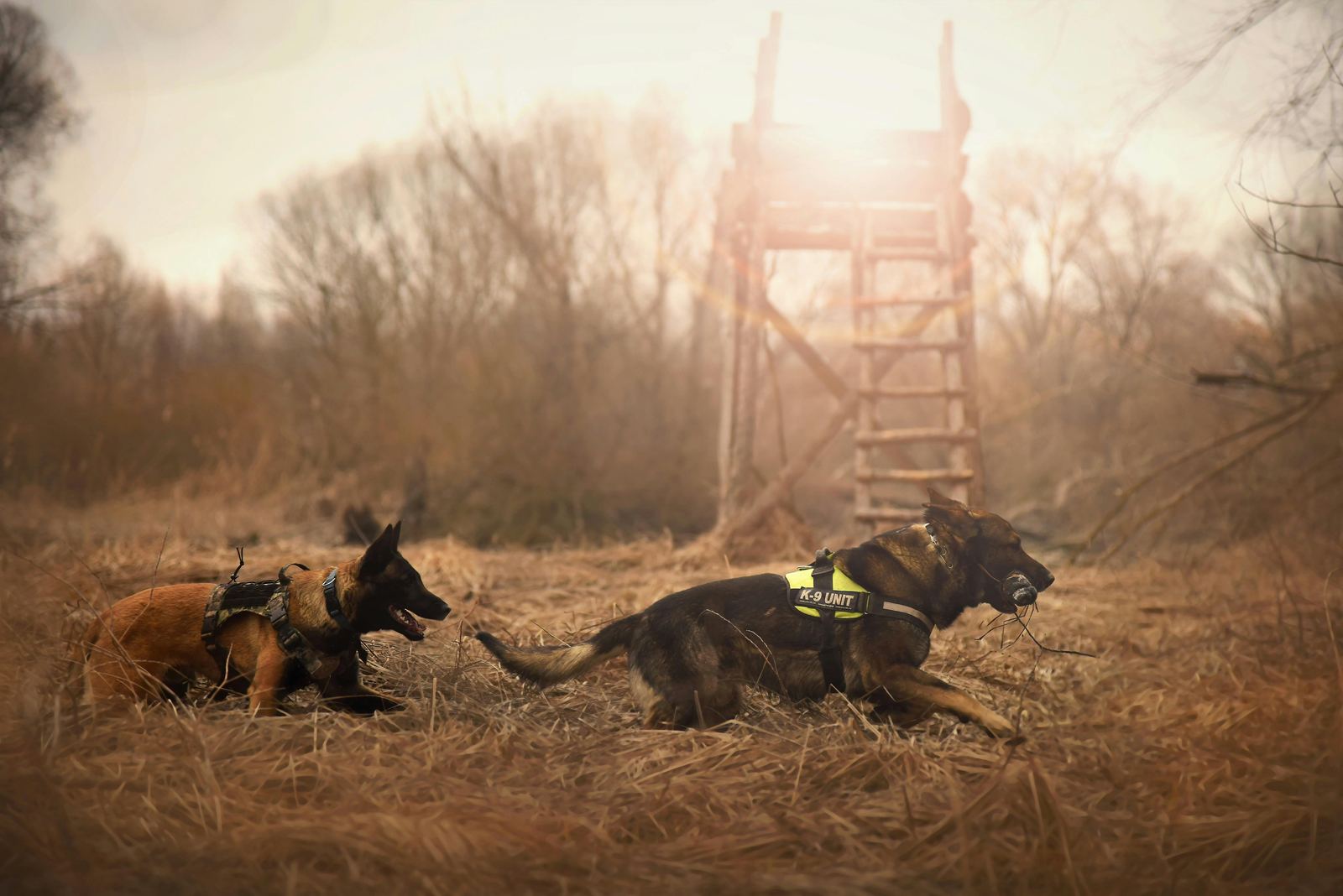 Two working dogs in K-9 harnesses running through dry grass beside a wooden hunting tower