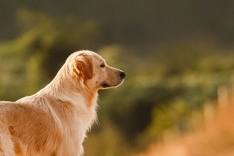 A golden retriever in profile at dusk, looking out over a country road