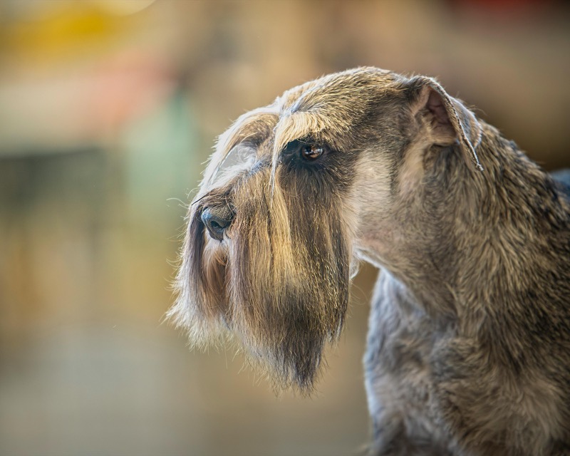 A bearded Schnauzer in profile against a soft background