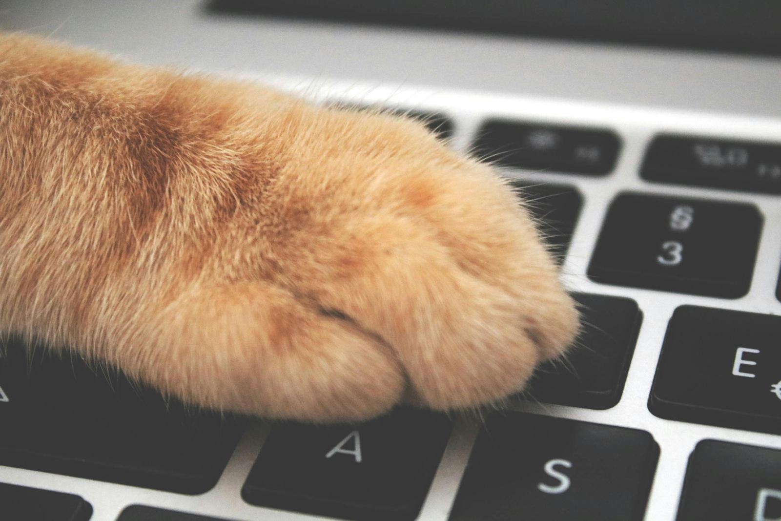 An orange cat's paw resting on a laptop keyboard