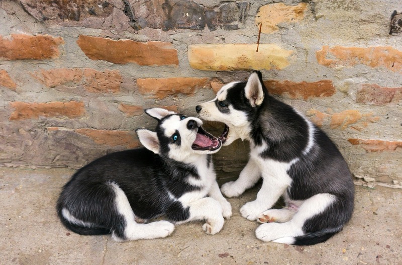 Two Siberian Husky puppies playing in front of a brick wall