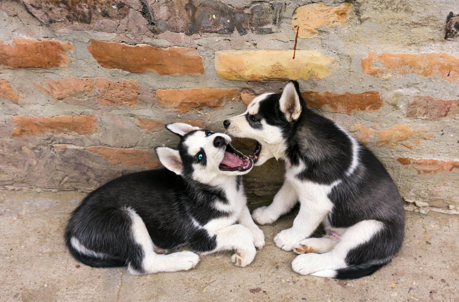 Two Siberian Husky puppies playing in front of a brick wall