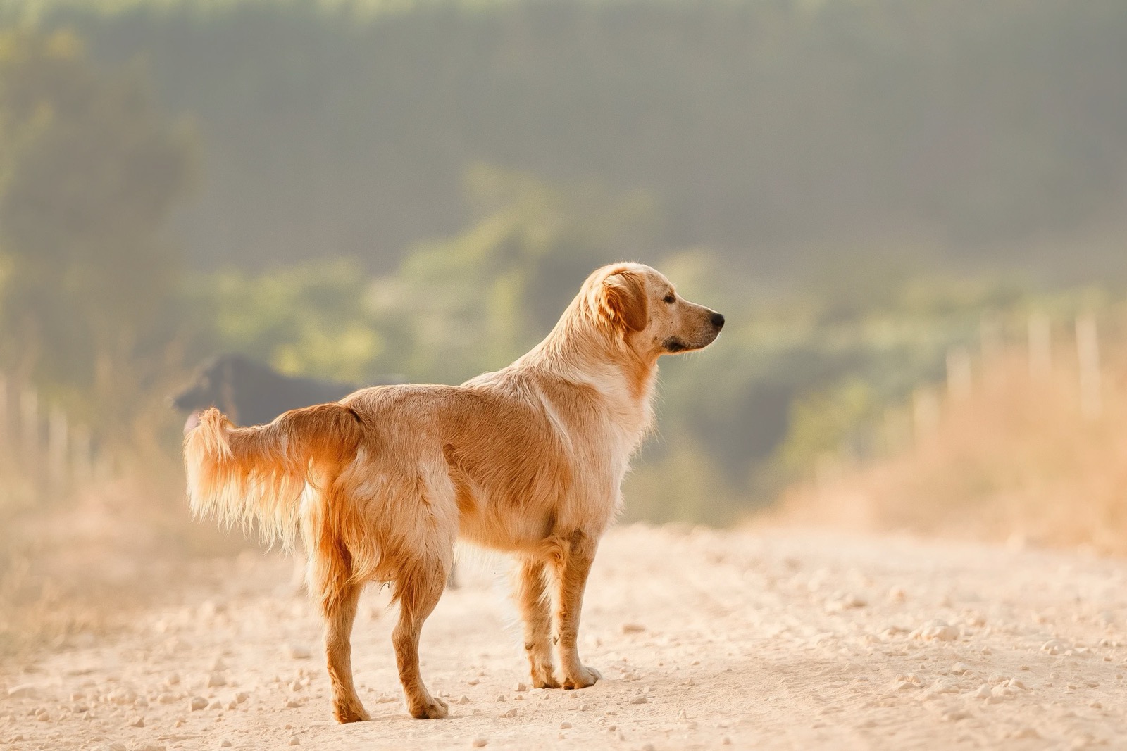 A golden retriever standing on a dirt country road in warm evening light