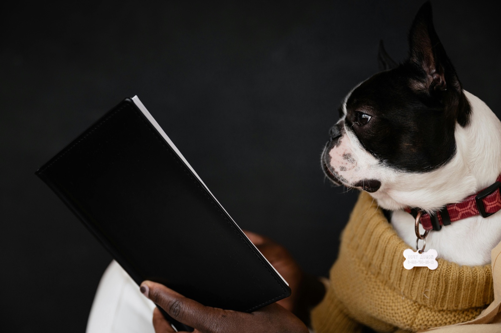 A Boston Terrier in a sweater watching its owner hold a folder