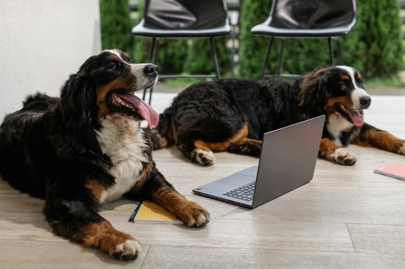 Two Bernese Mountain Dogs lying beside an open laptop
