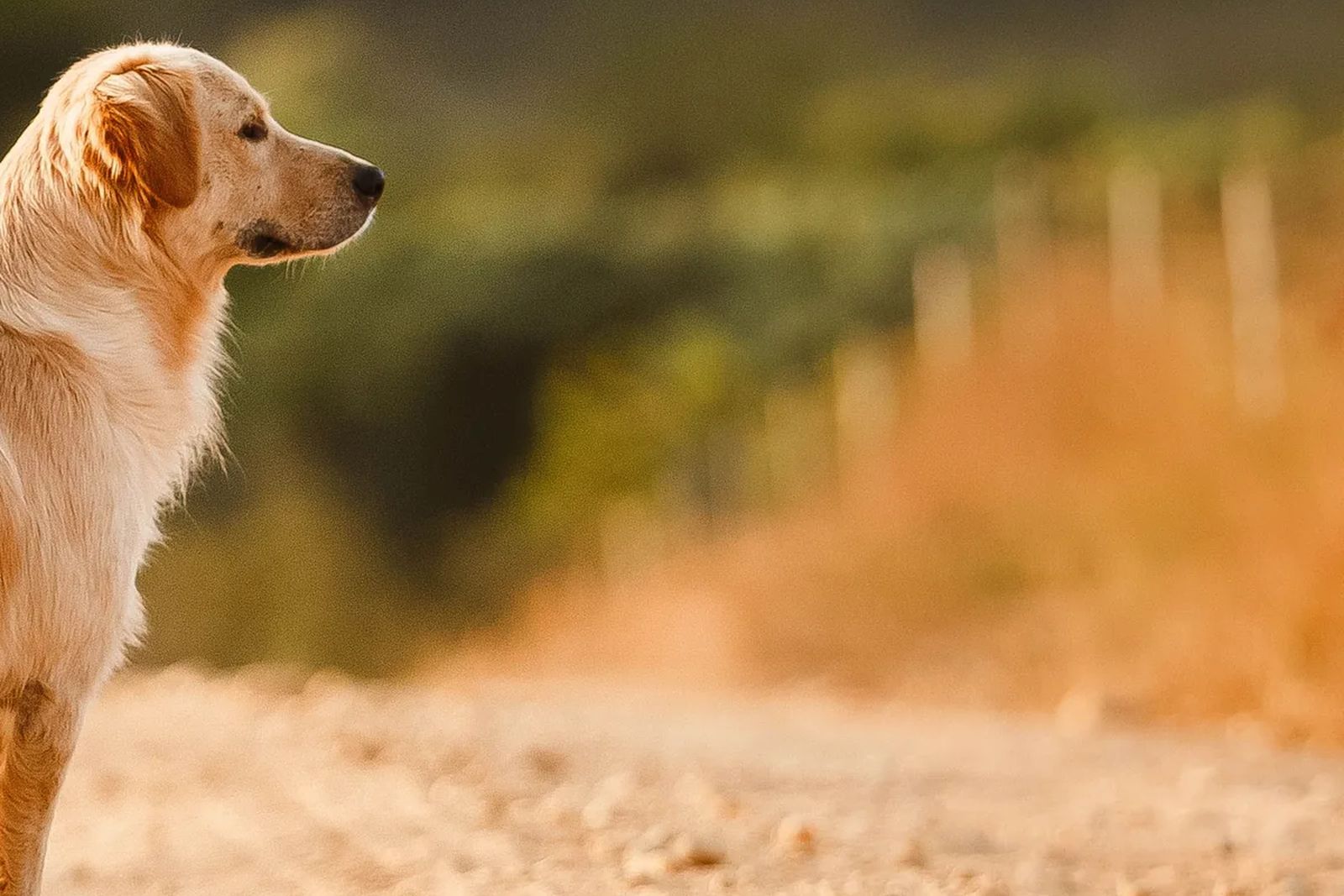 A golden retriever's head in profile against a blurred country road and fence