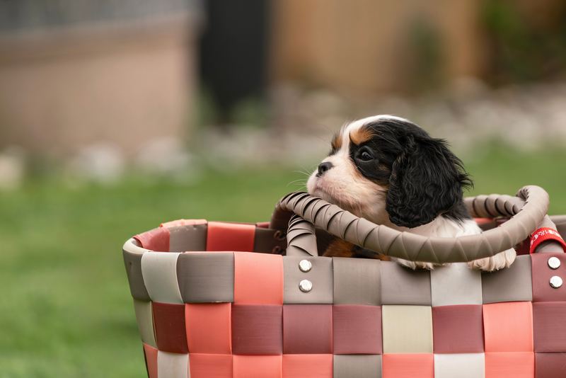 A tricolor puppy peering over the rim of a woven basket on a lawn