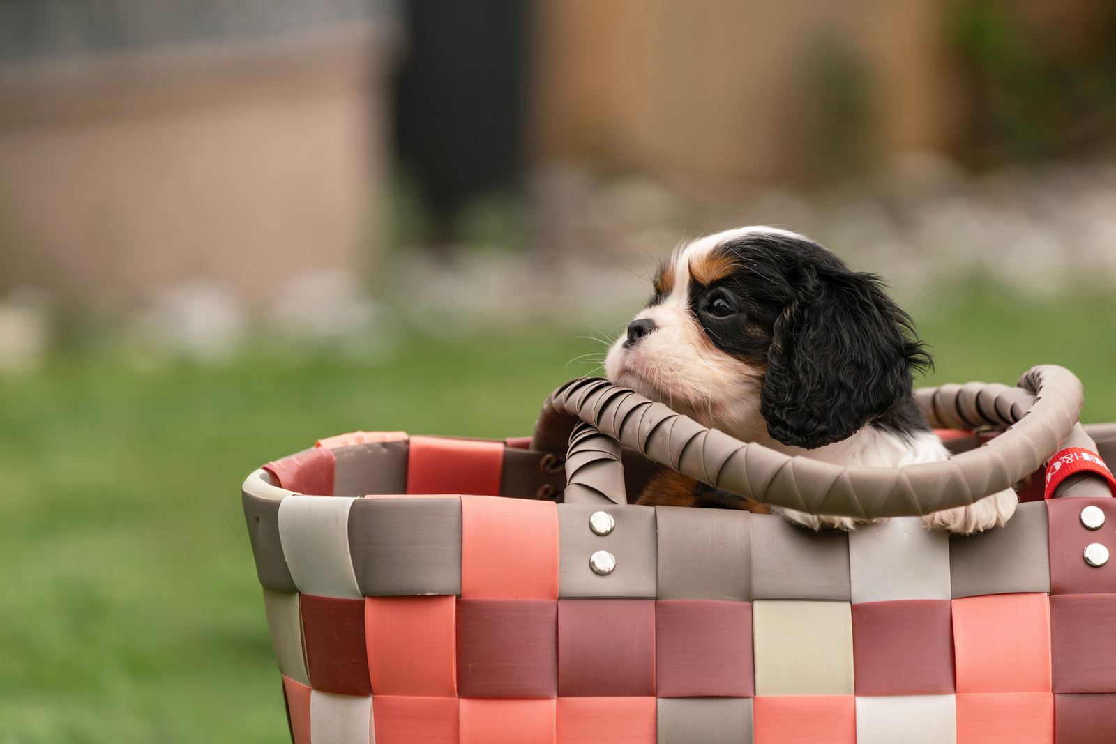 A tricolor puppy peering over the rim of a woven basket on a lawn
