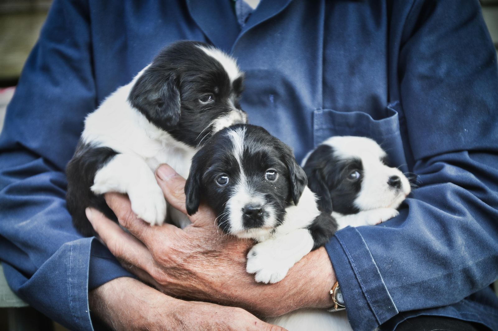 Three black and white puppies held in a person's hands against a blue work jacket