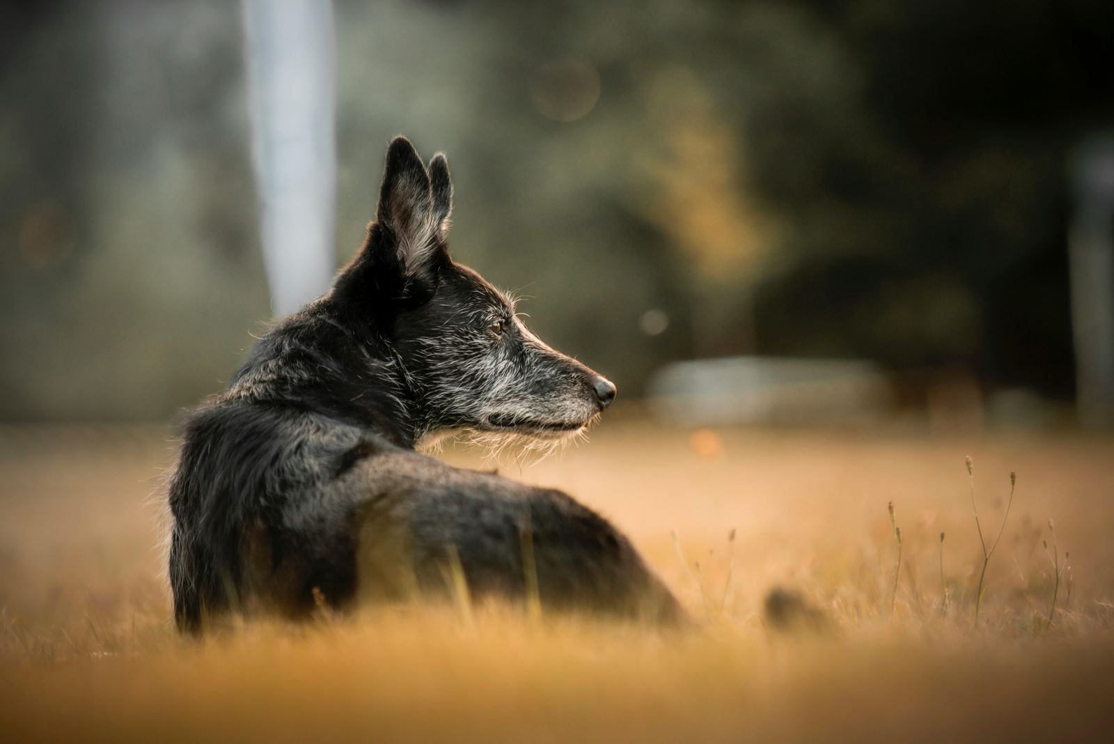 An older gray-muzzled dog lying in a golden field and looking back over its shoulder