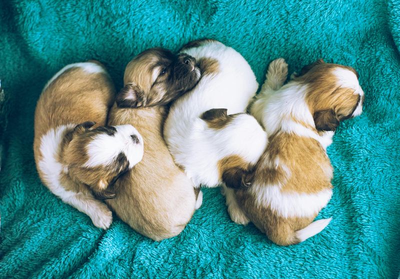 Four sleeping tan and white puppies curled together on a teal blanket
