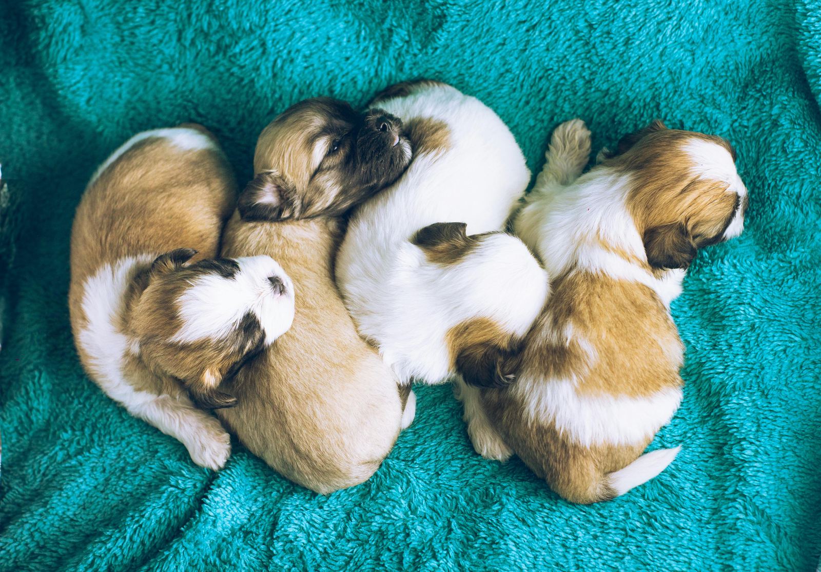Four sleeping tan and white puppies curled together on a teal blanket