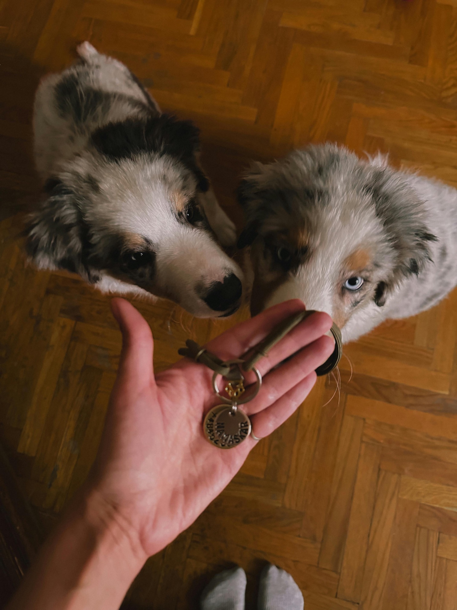 A hand holding out a set of keys to two Australian Shepherd puppies