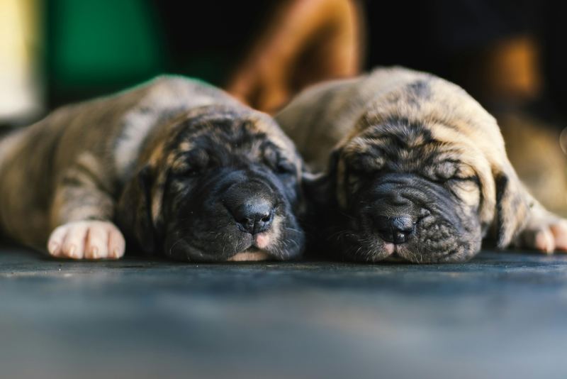 Two sleeping brindle puppies lying side by side on a dark floor