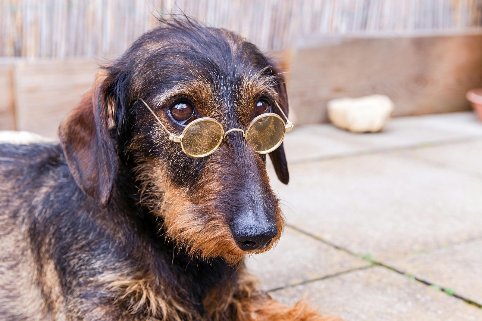 A wire-haired dachshund wearing small round gold glasses