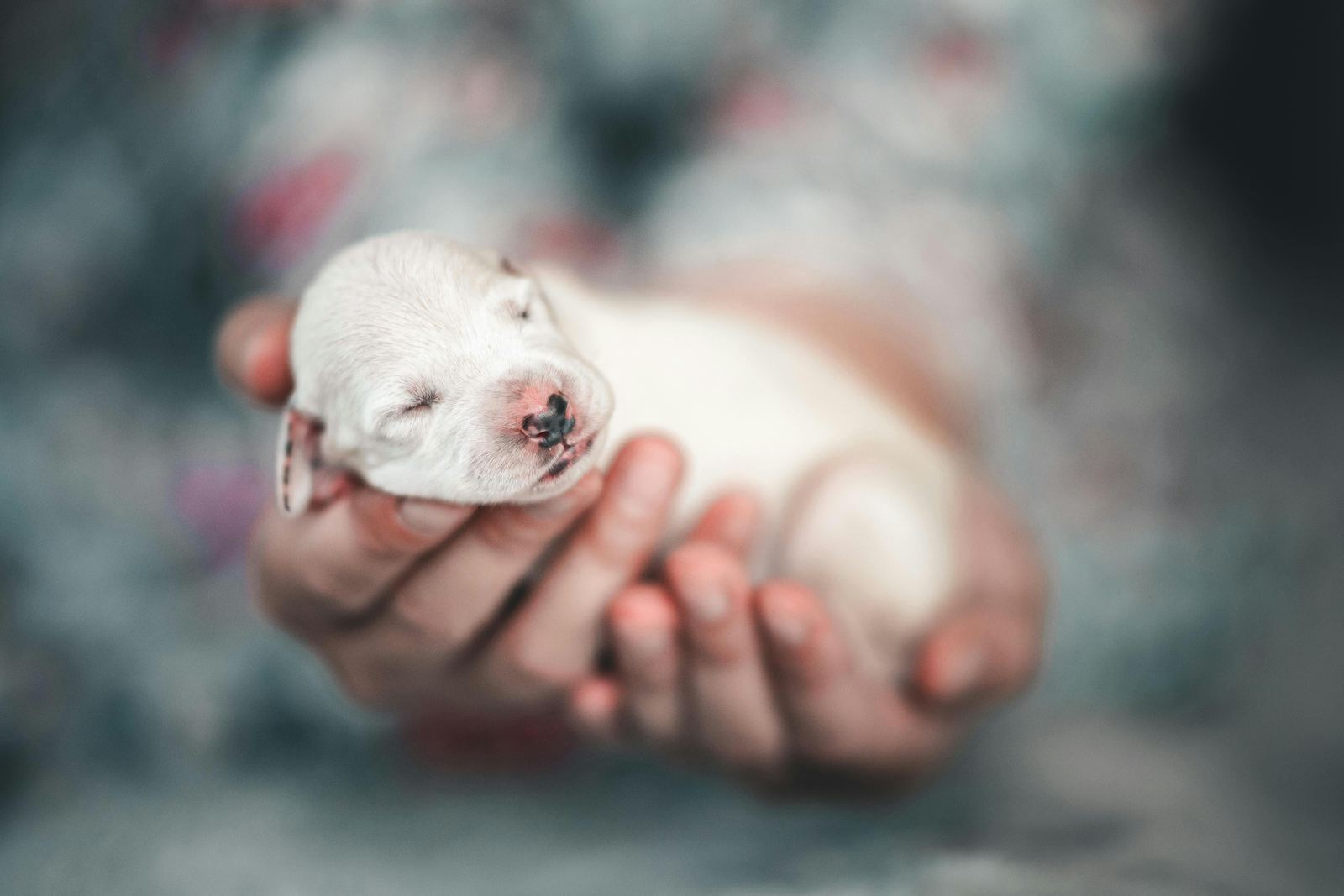 A newborn white puppy cradled in two cupped hands